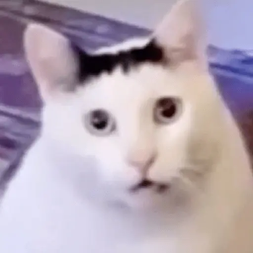 meme kucing / cat