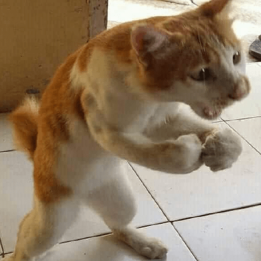 meme kucing / cat preview
