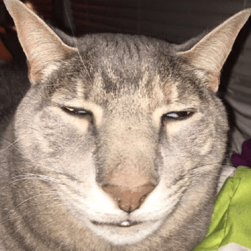 meme kucing / cat preview