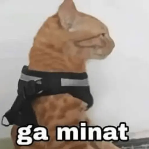 meme kucing / cat