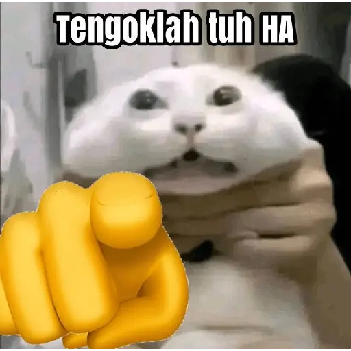 meme kucing / cat