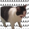 meme kucing / cat