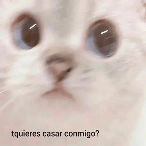 Animales enamorados