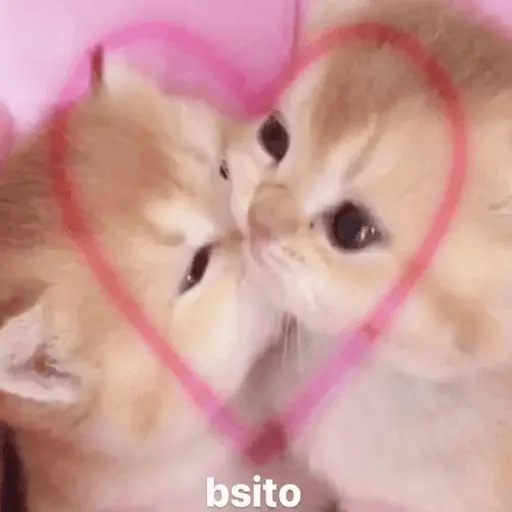 Animales enamorados