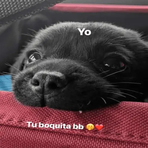 Animales enamorados