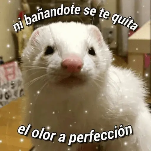 Animales enamorados