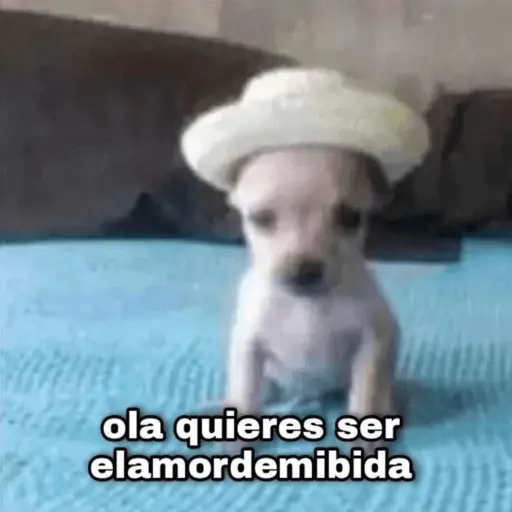 Animales enamorados