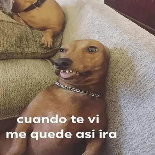 Animales enamorados