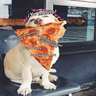 Animales enamorados