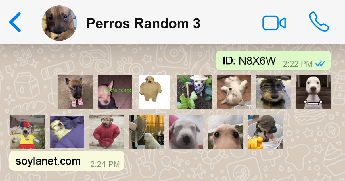 Perro Internet Random Stickers Perros Random 3️⃣🐶 para WhatsApp y Telegram | SoylaNet