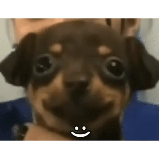 Perros Random 3️⃣🐶