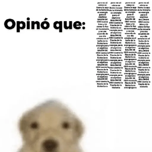 Perros Random 3️⃣🐶