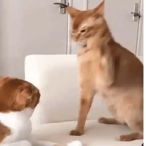 Animales