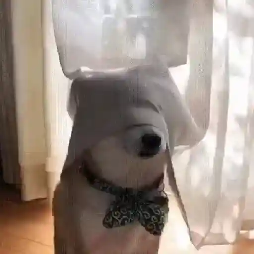 Animales