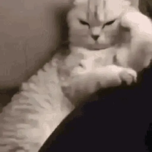 Animales