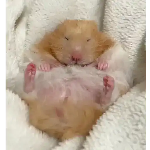 Hámsters,Ratitas y algo más 🐹🐭