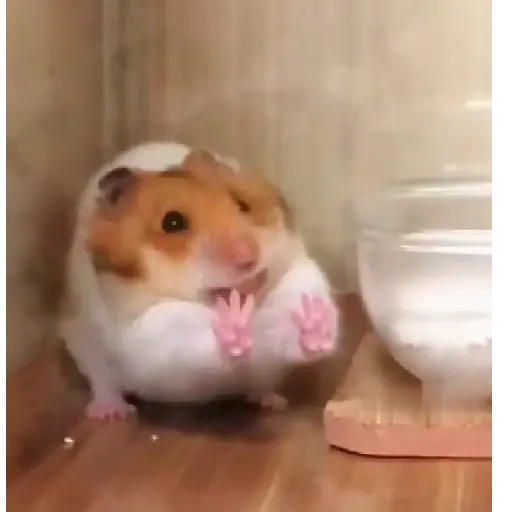Hámsters,Ratitas y algo más 🐹🐭