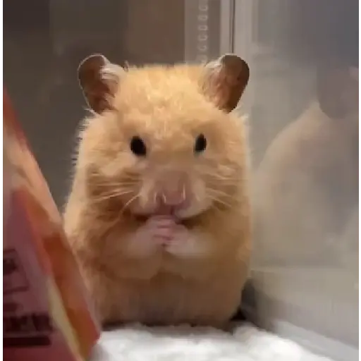 Hámsters,Ratitas y algo más 🐹🐭