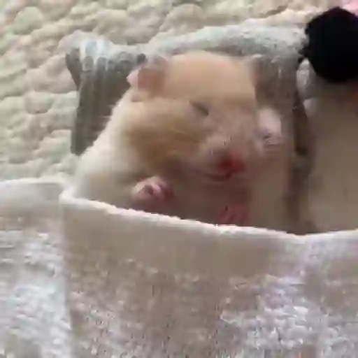 Hámsters,Ratitas y algo más 🐹🐭