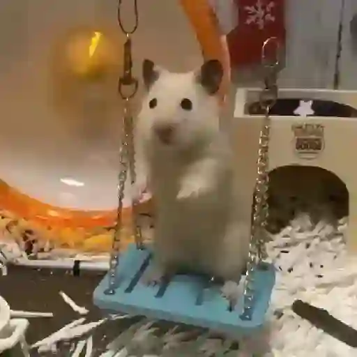 Hámsters,Ratitas y algo más 🐹🐭