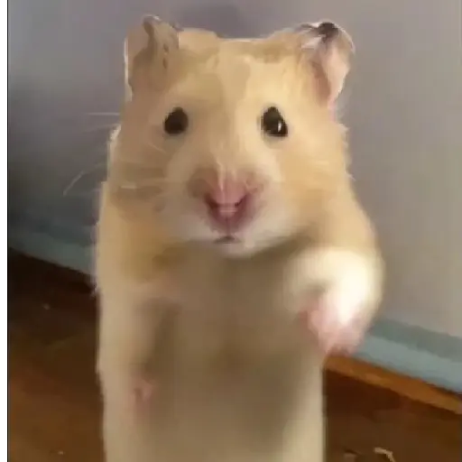 Hámsters,Ratitas y algo más 🐹🐭