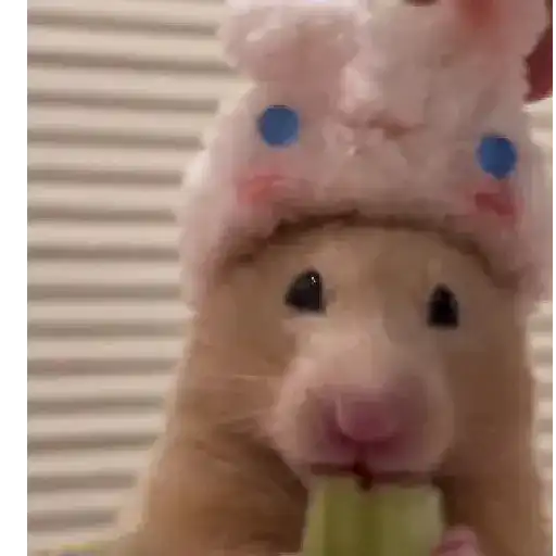 Hámsters,Ratitas y algo más 🐹🐭 preview