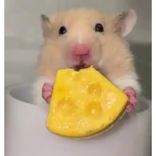 Hámsters,Ratitas y algo más 🐹🐭