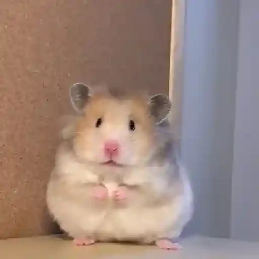 Hámsters,Ratitas y algo más 🐹🐭 preview