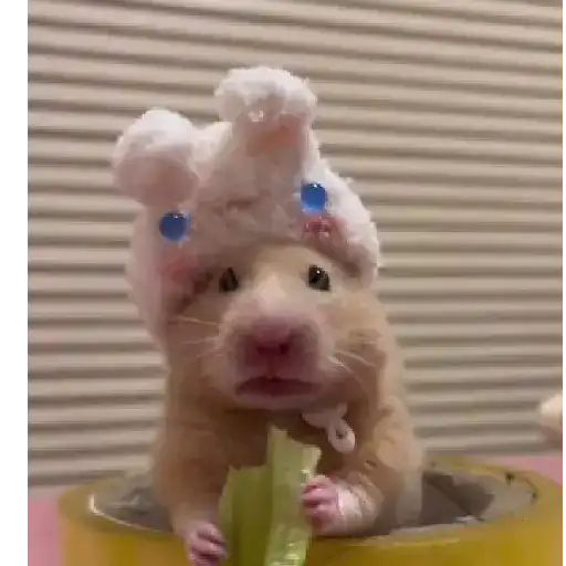 Hámsters,Ratitas y algo más 🐹🐭