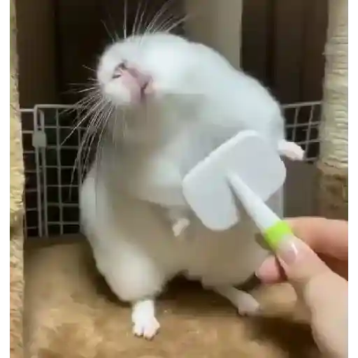 Hámsters,Ratitas y algo más 🐹🐭