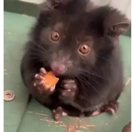 Hámsters,Ratitas y algo más 🐹🐭