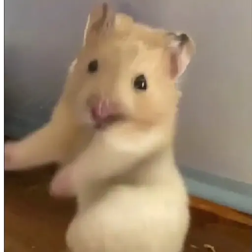 Hámsters,Ratitas y algo más 🐹🐭 preview