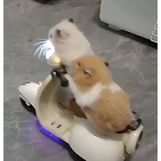 Hámsters,Ratitas y algo más 🐹🐭