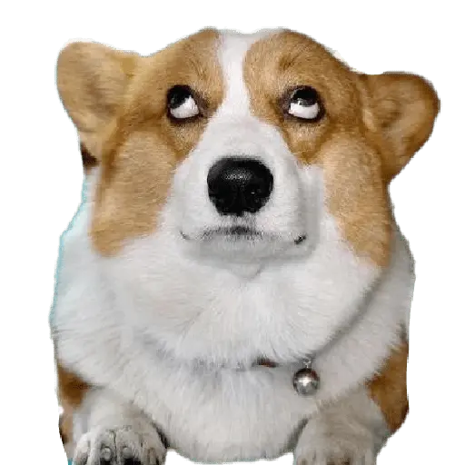 Animales Random