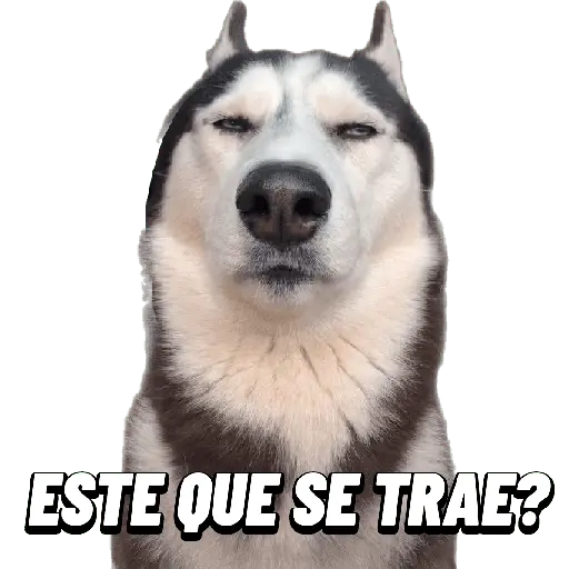 Animales Random