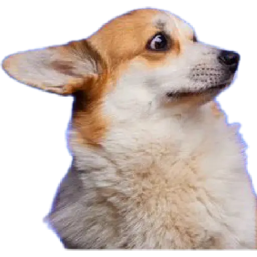 Animales Random
