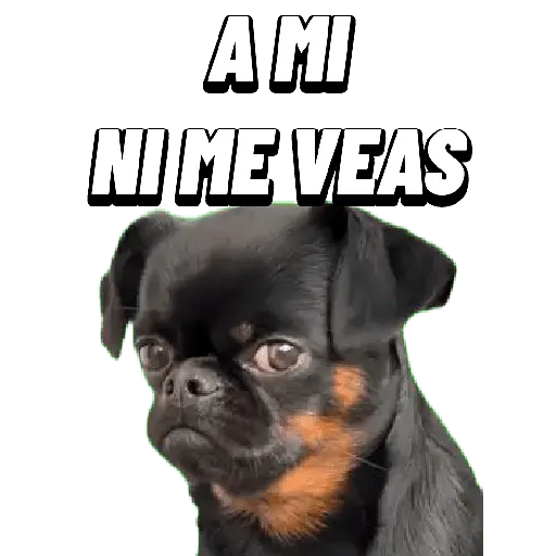 Animales Random