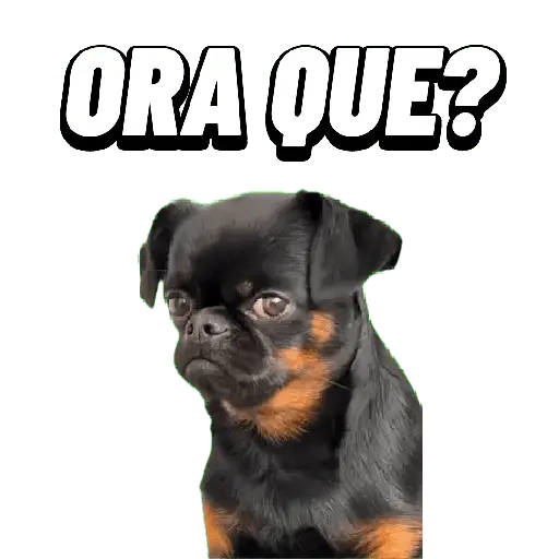 Animales Random