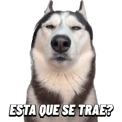 Animales Random