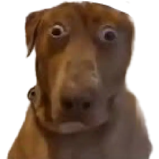 Animales Random