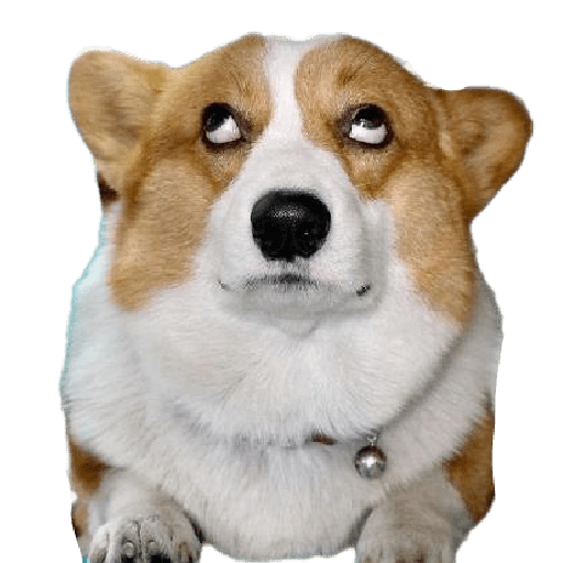 Animales Random preview
