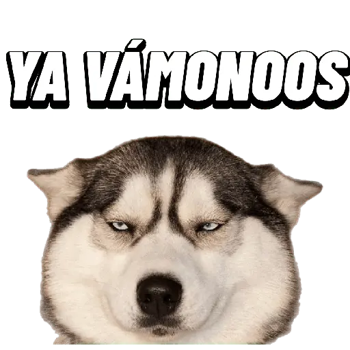 Animales Random