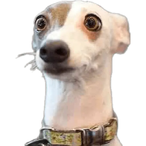 Animales Random