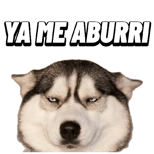 Animales Random