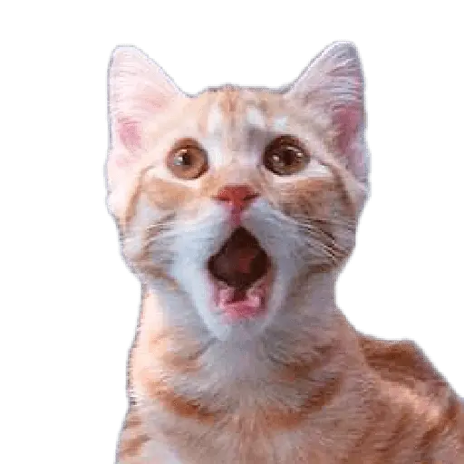Animales Random