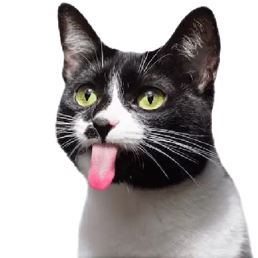 Animales Random