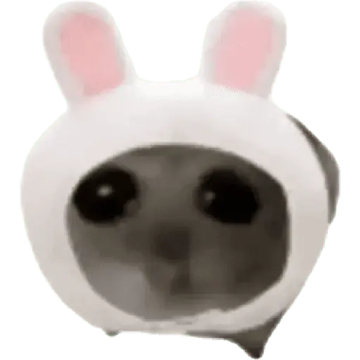 Ratita Random 🐀