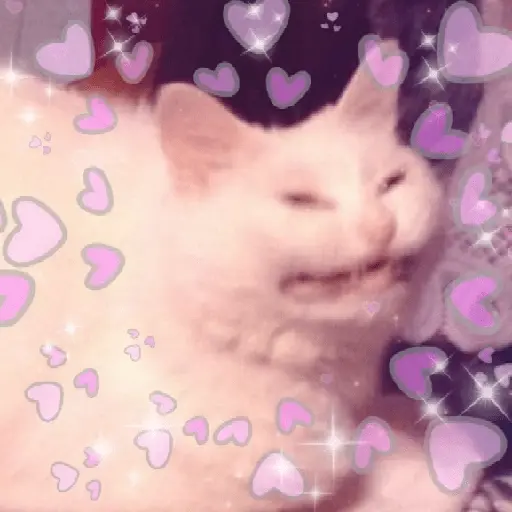 Gatos Amor💖💙💛