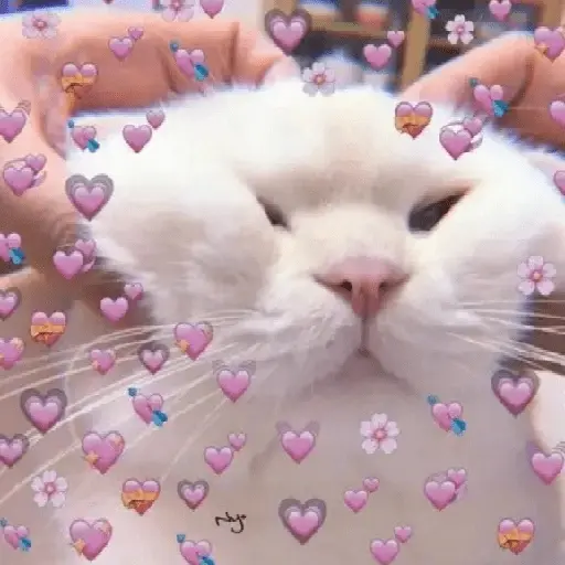 Gatos Amor💖💙💛