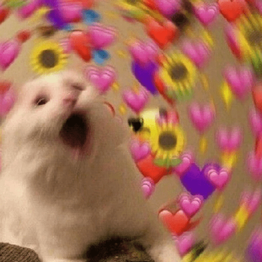 Gatos Amor💖💙💛 preview
